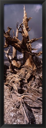 Framed Bristlecone pine tree (Pinus longaeva) under cloudy sky, Inyo County, California, USA Print