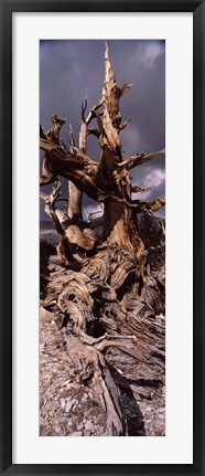 Framed Bristlecone pine tree (Pinus longaeva) under cloudy sky, Inyo County, California, USA Print