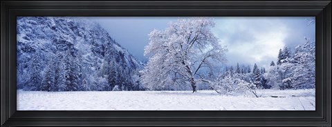 Framed Snow covered oak tree in a valley, Yosemite National Park, California, USA Print