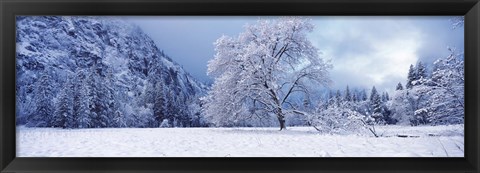 Framed Snow covered oak tree in a valley, Yosemite National Park, California, USA Print