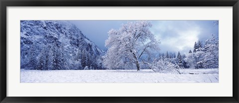 Framed Snow covered oak tree in a valley, Yosemite National Park, California, USA Print