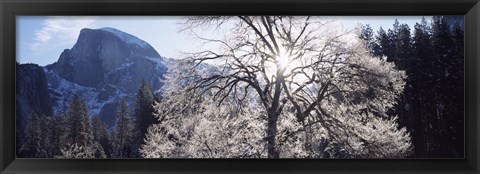 Framed Low angle view of a snow covered oak tree, Yosemite National Park, California, USA Print