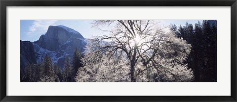 Framed Low angle view of a snow covered oak tree, Yosemite National Park, California, USA Print