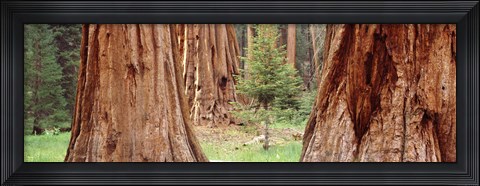 Framed Sapling among full grown Sequoias, Sequoia National Park, California, USA Print