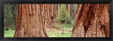 Framed Sapling among full grown Sequoias, Sequoia National Park, California, USA Print