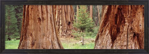Framed Sapling among full grown Sequoias, Sequoia National Park, California, USA Print