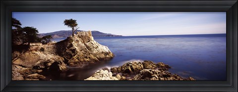 Framed Cypress tree at the coast, The Lone Cypress, 17 mile Drive, Carmel, California Print