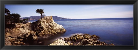 Framed Cypress tree at the coast, The Lone Cypress, 17 mile Drive, Carmel, California Print