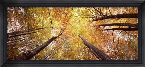 Framed Low angle view of trees with yellow foliage, Bavaria, Germany Print