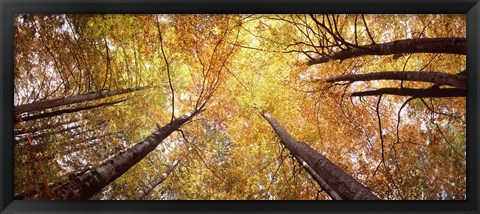 Framed Low angle view of trees with yellow foliage, Bavaria, Germany Print