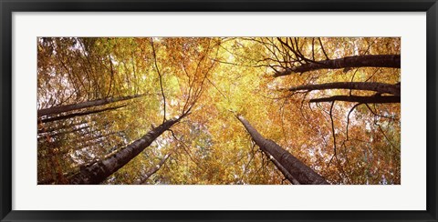 Framed Low angle view of trees with yellow foliage, Bavaria, Germany Print
