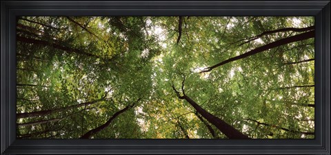 Framed Low angle view of trees with green foliage, Bavaria, Germany Print