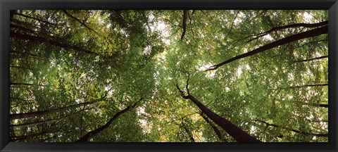 Framed Low angle view of trees with green foliage, Bavaria, Germany Print