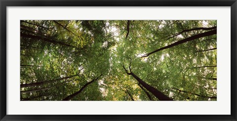 Framed Low angle view of trees with green foliage, Bavaria, Germany Print