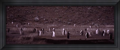 Framed Penguins make their way to the colony, Baily Head, Deception Island, South Shetland Islands, Antarctica Print