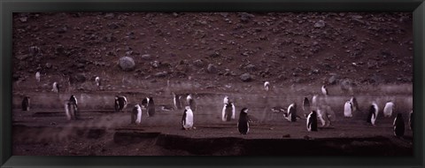 Framed Penguins make their way to the colony, Baily Head, Deception Island, South Shetland Islands, Antarctica Print