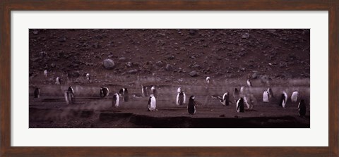 Framed Penguins make their way to the colony, Baily Head, Deception Island, South Shetland Islands, Antarctica Print