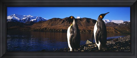 Framed Two King penguins on shore of Cumberland Bay East, King Edward Point, Cumberland Bay, South Georgia Island Print
