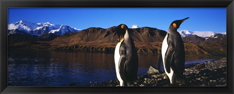 Framed Two King penguins on shore of Cumberland Bay East, King Edward Point, Cumberland Bay, South Georgia Island Print