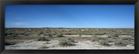 Framed Herd of springboks (Antidorcas marsupialis) grazing in a landscape, Etosha National Park, Kunene Region, Namibia Print