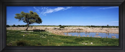 Framed Wild animals at a waterhole, Okaukuejo, Etosha National Park, Kunene Region, Namibia Print