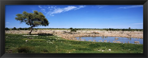 Framed Wild animals at a waterhole, Okaukuejo, Etosha National Park, Kunene Region, Namibia Print