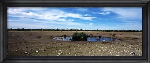 Framed Wild animals at a waterhole, Etosha National Park, Kunene Region, Namibia Print