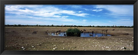 Framed Wild animals at a waterhole, Etosha National Park, Kunene Region, Namibia Print