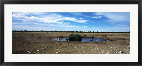 Framed Wild animals at a waterhole, Etosha National Park, Kunene Region, Namibia Print