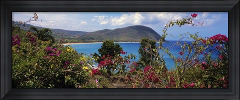 Framed Tropical flowers at the seaside, Deshaies Beach, Deshaies, Guadeloupe Print