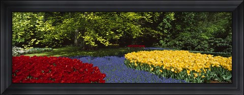 Framed Flowers in a garden, Keukenhof Gardens, Lisse, Netherlands Print