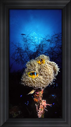 Framed Sea anemone and Allard&#39;s anemonefish (Amphiprion allardi) in the ocean Print