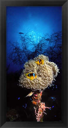 Framed Sea anemone and Allard&#39;s anemonefish (Amphiprion allardi) in the ocean Print