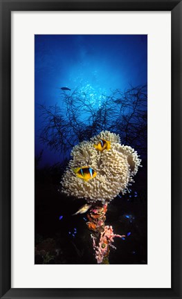 Framed Sea anemone and Allard&#39;s anemonefish (Amphiprion allardi) in the ocean Print