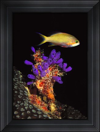 Framed Bluebell tunicate (Clavelina puertosecensis) and Anthias Fish (Pseudanthias lori) in the sea Print