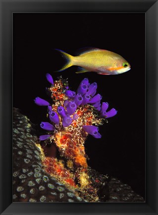 Framed Bluebell tunicate (Clavelina puertosecensis) and Anthias Fish (Pseudanthias lori) in the sea Print