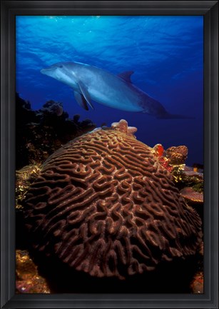 Framed Bottle-Nosed dolphin (Tursiops truncatus) and coral in the sea Print
