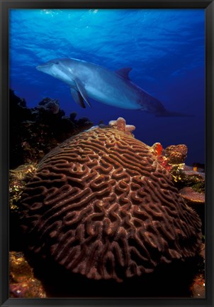 Framed Bottle-Nosed dolphin (Tursiops truncatus) and coral in the sea Print