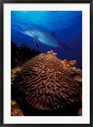 Framed Bottle-Nosed dolphin (Tursiops truncatus) and coral in the sea Print