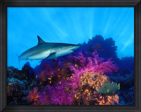 Framed Caribbean Reef shark (Carcharhinus perezi) and Soft corals in the ocean Print