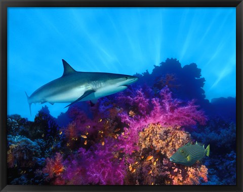 Framed Caribbean Reef shark (Carcharhinus perezi) and Soft corals in the ocean Print