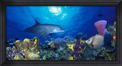 Framed Bottle-Nosed dolphin (Tursiops truncatus) and Gray angelfish (Pomacanthus arcuatus) on coral reef in the sea Print