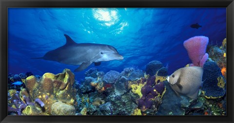 Framed Bottle-Nosed dolphin (Tursiops truncatus) and Gray angelfish (Pomacanthus arcuatus) on coral reef in the sea Print