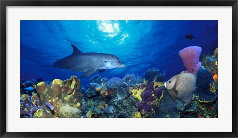 Framed Bottle-Nosed dolphin (Tursiops truncatus) and Gray angelfish (Pomacanthus arcuatus) on coral reef in the sea Print