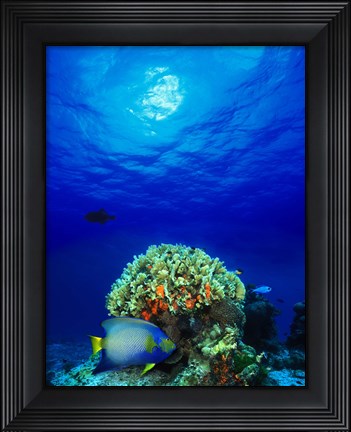 Framed Queen angelfish (Holacanthus ciliaris) and Blue chromis (Chromis cyanea) with Black Durgon in the sea Print