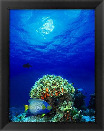 Framed Queen angelfish (Holacanthus ciliaris) and Blue chromis (Chromis cyanea) with Black Durgon in the sea Print