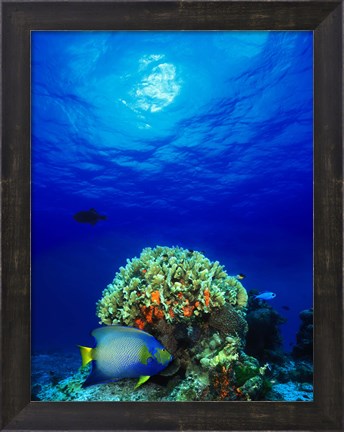 Framed Queen angelfish (Holacanthus ciliaris) and Blue chromis (Chromis cyanea) with Black Durgon in the sea Print