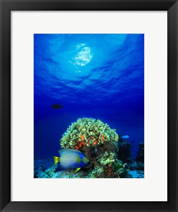 Framed Queen angelfish (Holacanthus ciliaris) and Blue chromis (Chromis cyanea) with Black Durgon in the sea Print