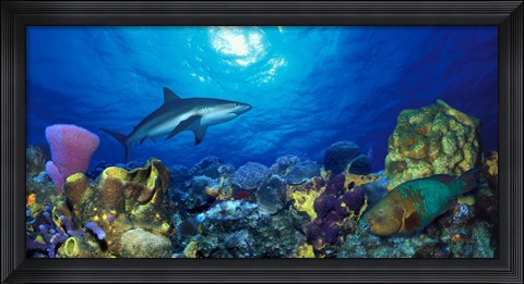 Framed Caribbean Reef shark (Carcharhinus perezi) Rainbow Parrotfish (Scarus guacamaia) in the sea Print