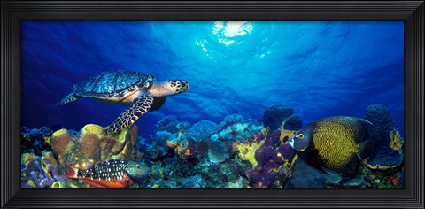 Framed Hawksbill turtle (Eretmochelys Imbricata) and French angelfish (Pomacanthus paru) with Stoplight Parrotfish (Sparisoma viride) Print